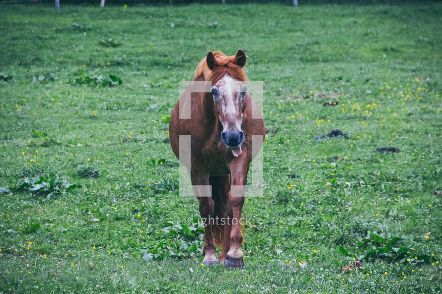 horse  in a pasture 