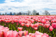A field of pink tulips