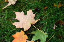 wet fall leaves on green grass