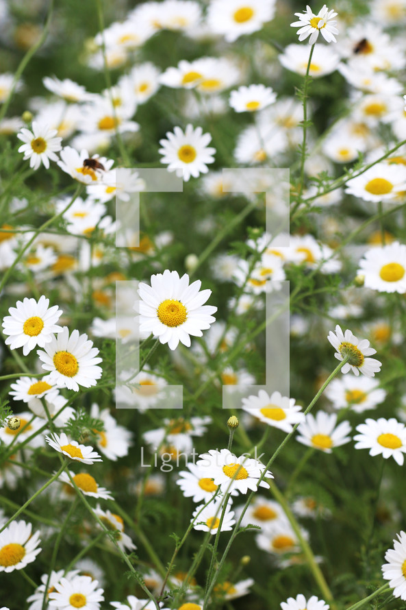 bee on white daisies 
