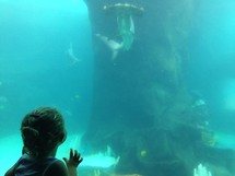 child watching a hammerhead shark at an aquarium 