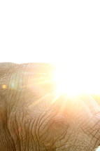 Bright sun rays on an elephant's head.