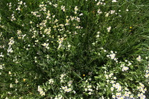 A growth of white wildflowers.