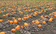 pumpkins growing in a field 
