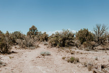 brush and desert landscape 