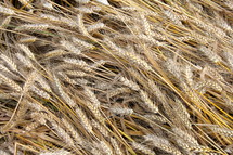 Field of dry golden wheat, ready for harvest