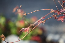 branches on a Japanese Maple tree