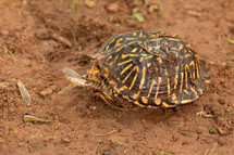 a turtle eating a bug 
