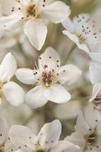 White Blooms of a Pear Tree