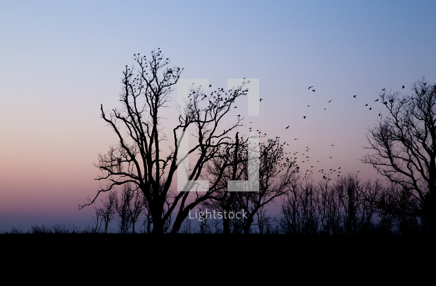 birds perched on a trees at sunset 