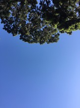 tree top and sky