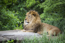 male lion resting on a rock 