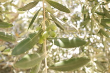 Olive Tree at Gethsemane