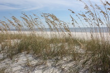 sea oats on sand dunes 
