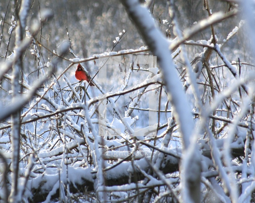 red cardinal on snow covered branches
