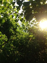 sunlight shining through leaves on a tree 