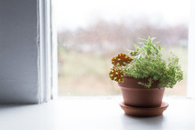 potted plant in a window 