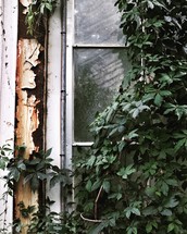 ivy growing over an old window 