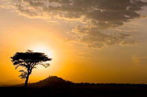 Silhouette of a thorn tree at sunset on the African savanna