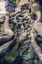 rocks and roots 