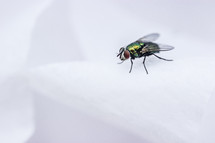 house fly against a white background 