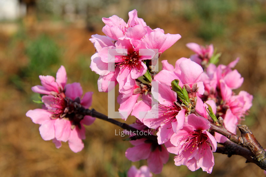 fuchsia pink cherry blossom flowers 