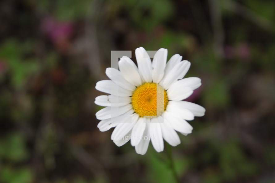 a single white daisy 