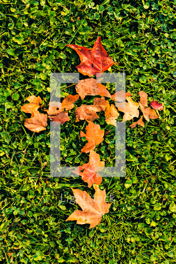 Autumn leaves forming a cross on the grass.
