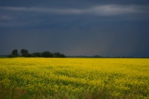Field of yellow flowers with trees and stormy sky in background.