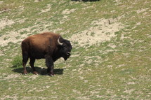 buffalo in a field