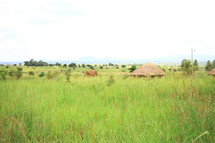 Straw huts in grass field