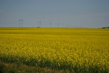 Field of yellow flowers with power lines and road in the background.