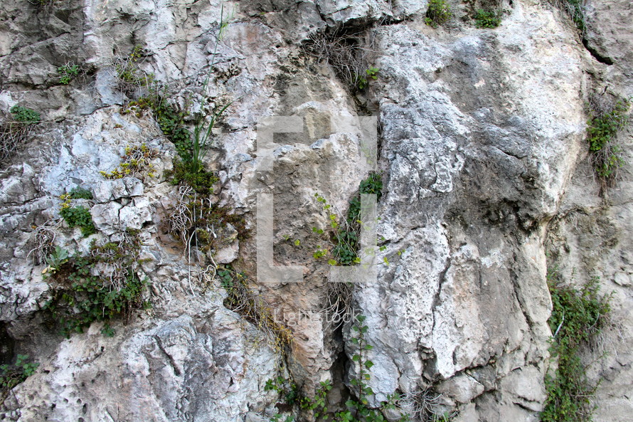 plants on a cliff 