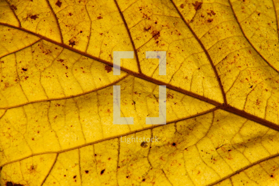 Closeup of veins on a yellow leaf
