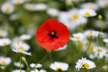 red poppy in a field of white daisies 