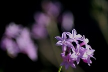 violet flowers 