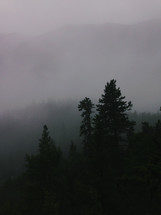 fog over and evergreen forest 