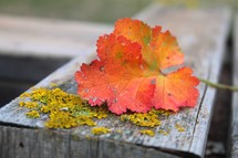 orange fall leaf and moss