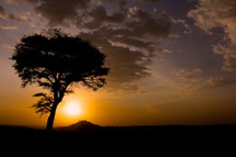 silhouette of a thorn tree at sunset on the African Savanna