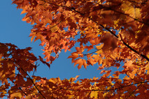 orange leaves on a tree in fall 