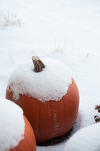 pumpkins covered in snow 