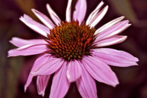 A pink and purple flower