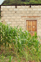 corn field and brick wall 