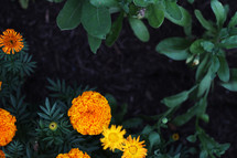 marigolds in a garden 