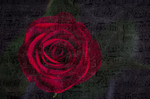 red rose and sheet music 