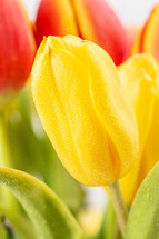 yellow tulip 