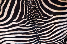 Zebra skin black with white stripes... (This is true because the skin, underneath the hair is black color, therefore the Zebra is black with white stripes.