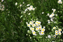 White wildflowers.