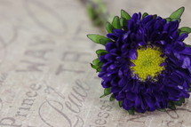 a purple flower, prince of Peace 
