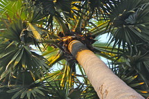 Large palm tree with many fronds or branches